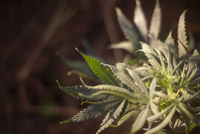 Marijuana grows on the farm. the cannabis plant is ripe in the summer. 