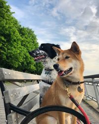 Dog looking away outdoors