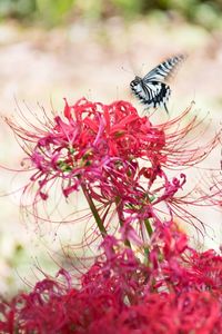 Close-up of butterfly pollinating on flower