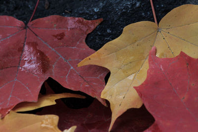 Close-up of maple leaves