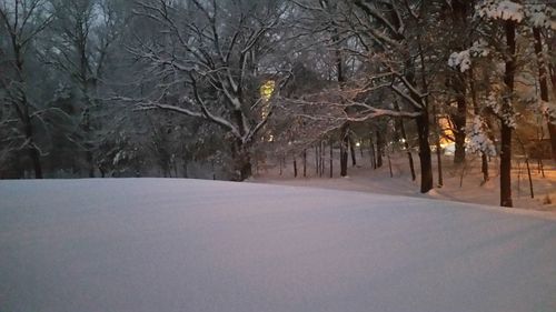 Snow covered trees against sky
