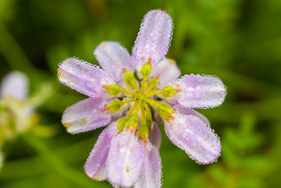 Close-up of pink flowering plant