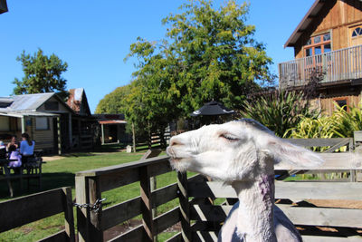 View of an animal by fence against sky