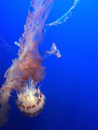 Jellyfish in sea
