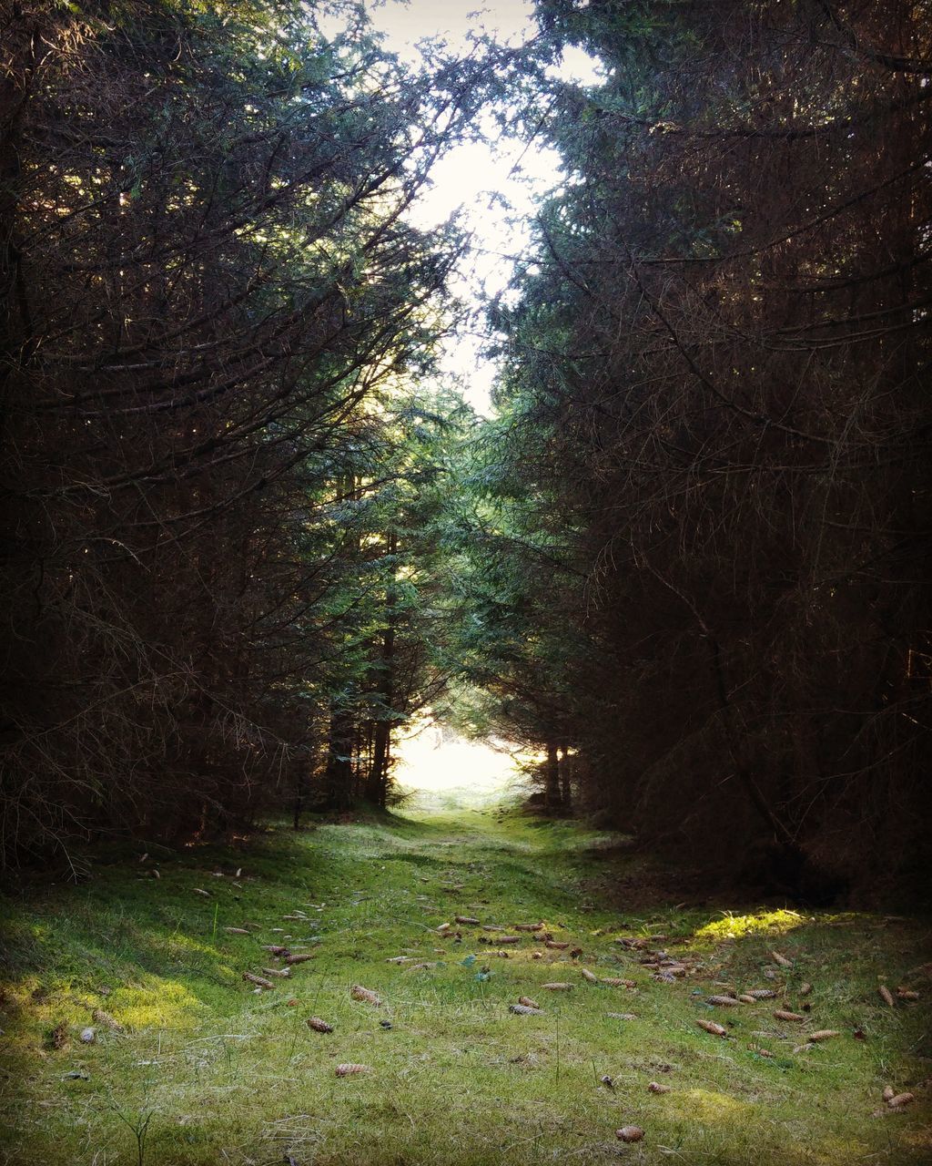 TRAIL IN FOREST