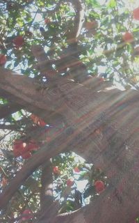 Low angle view of flowers on tree