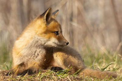 Close-up of fox on field