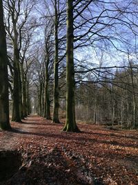 Bare trees in forest during autumn