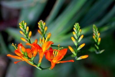 Close-up of orange flowers blooming at park