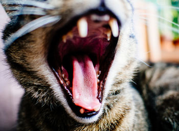 Close-up of cat yawning at home