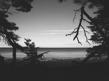 Silhouette tree on beach against sky