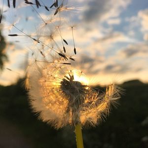 Close-up of dandelion on field against sky during sunset