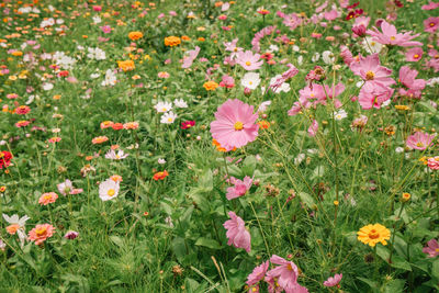 Close-up of pink cosmos flowers on field