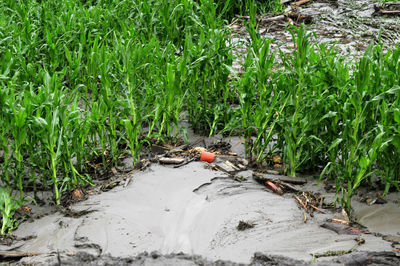 Plants growing on field