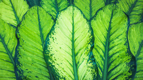 Full frame shot of fresh green leaf