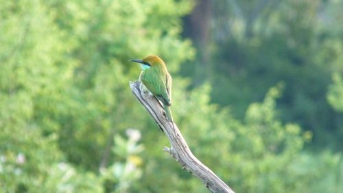 Bird perching on white background