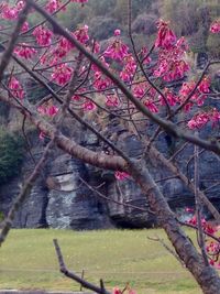 Pink cherry blossom tree