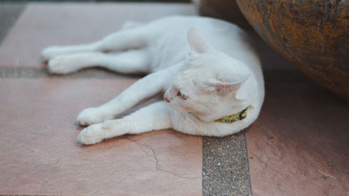 Close-up of a cat resting