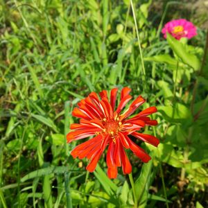 Close-up of red flower