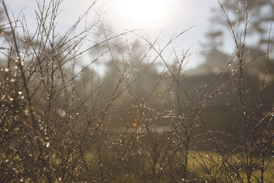 Close-up of plants growing on field against sky