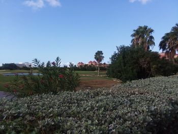 Plants growing on field against sky