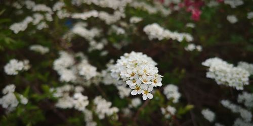 Close-up of white flowering plant