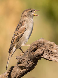 Close-up of bird perching on branch