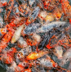 Directly above shot of koi carps swimming in pond