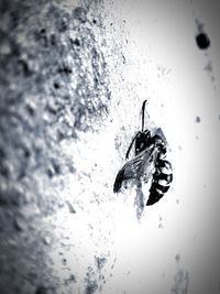 Close-up of fish swimming in sea