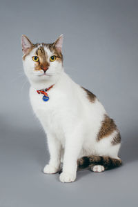 Portrait of cat sitting on white background