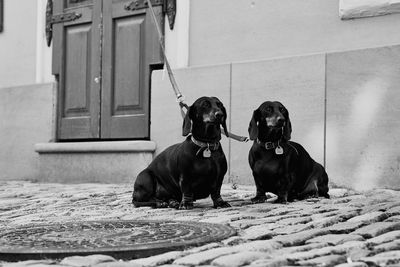 Portrait of dogs sitting outdoors