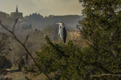 Bird perching on tree against sky