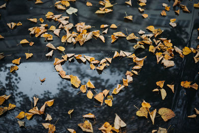 High angle view of yellow maple leaves