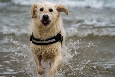 Golden retriever running out of the sea with her tongue out