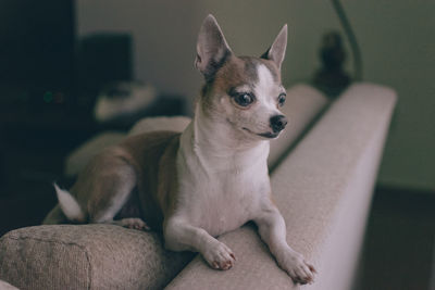 Close-up of chihuahua sitting on sofa at home