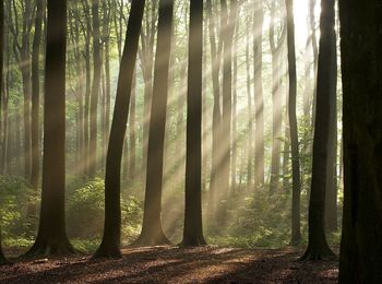 Tree trunks in the forest