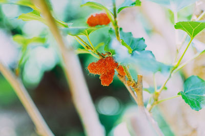 The mulberry fruit is ripening on the tree.