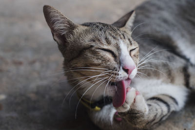 Close-up of a cat