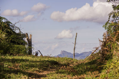 Plants growing on land against sky