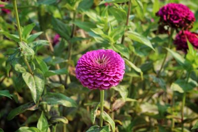 Close-up of purple flower blooming outdoors