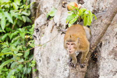 Monkey in a tree