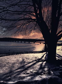 Bare trees against sky at sunset