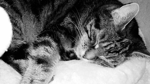 Close-up of cat sleeping