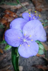 Close-up of purple crocus blooming outdoors