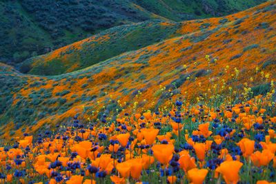 beauty in nature