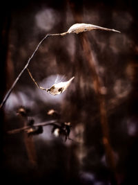 Close-up of plant against blurred background