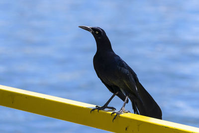 Close-up of bird perching on metal railing