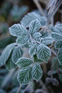 Close-up of frozen leaves