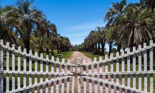 Panoramic shot of palm trees against sky