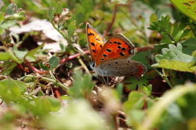 High angle view of butterfly on flower